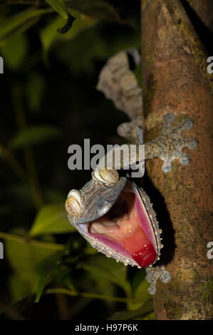 Riesiges Blatt-Tail Gecko Uroplatus Fimbriatus, Nosy Mangabe Park Reserve, Madagaskar. Wütend Gecko mit geöffneten Mund zeigt seine rote Zunge als defense ag Stockfoto