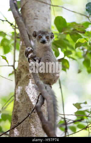 Nahaufnahme Portrait von kleinen Baby gekrönte Lemur (Eulemur Coronatus) Ankarana Nationalpark. Der gekrönte Lemur ist endemisch auf der trockenen Laubwäldern Stockfoto