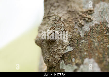 Perfekt maskierte moosigen Blatt-tailed Gecko, Uroplatus Sikorae, Arten von Gecko mit der Fähigkeit, seine Hautfarbe entsprechend ihrer Umgebung ändern. Und Stockfoto