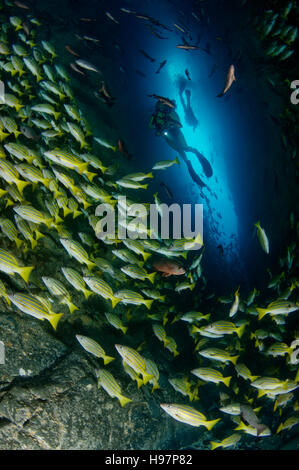 Schule von blau und Gold Snapper und Scuba Diver, Malpelo Insel, Kolumbien, Ost Pazifik Stockfoto