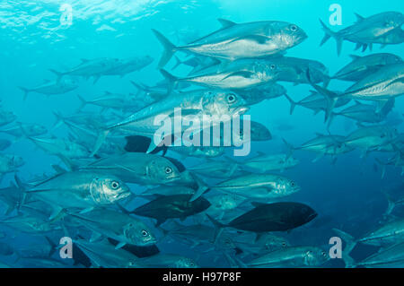 Schule der Bigeye Makrelen, Großaugen-Buchsen, Malpelo Insel, Kolumbien, Ost Pazifik Stockfoto