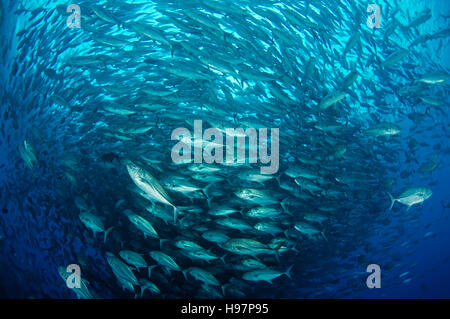 Schule der Bigeye Makrelen, Großaugen-Buchsen, Malpelo Insel, Kolumbien, Ost Pazifik Stockfoto