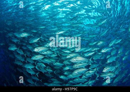 Schule der Bigeye Makrelen, Großaugenthun Jack, Malpelo Insel, Kolumbien, Ost-Pazifik Stockfoto