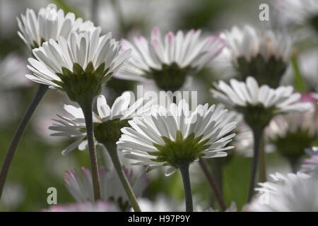 Gänseblümchen Bellis Perennis zeigt unter den Blumen Ringwood Hampshire England Stockfoto