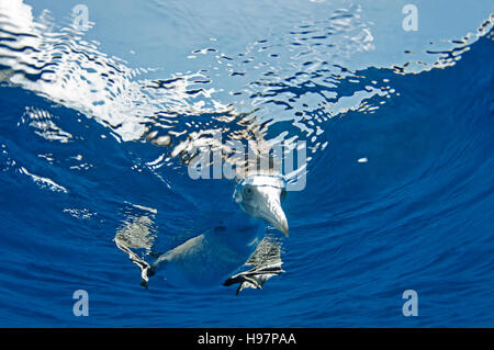 Masked Booby Blick unter die Oberfläche, Malpelo Insel, Kolumbien, East Pazifischen Ozean Stockfoto