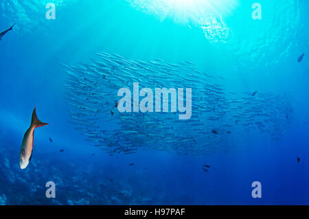 Schule der mexikanischen Barrakudas, Malpelo Insel, Kolumbien, East Pacific Ocean Stockfoto