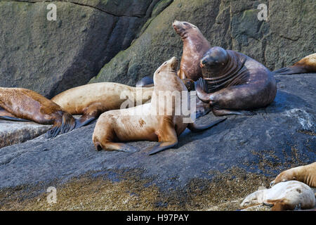 Steller Seelöwen, Alaska Stockfoto