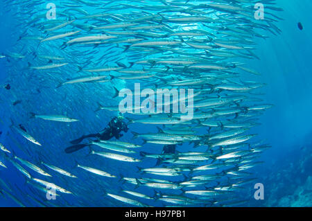 Schule der mexikanischen Barrakudas und Scuba Diver, Malpelo Insel, Kolumbien, East Pacific Ocean Stockfoto