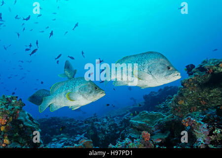 Leder Bass, Malpelo Insel, Kolumbien, Ost-Pazifik Stockfoto