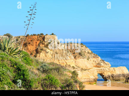 Agave Americana Pflanzen mit trockene Blume Stiel auf Sommer Meer und Sandstrand. Stockfoto