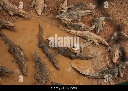 Eine Gruppe von kubanischen Krokodile im Wasser warten auf Mittagessen, Guama, Santiago De Cuba, Kuba ruht. Stockfoto