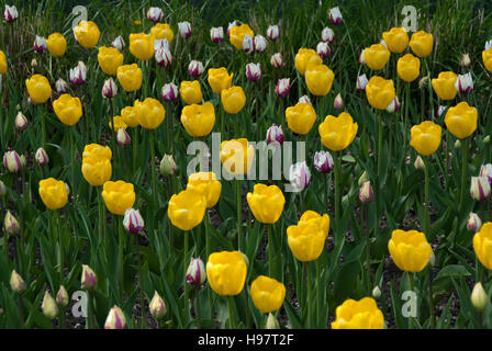 Tulpen Flaming baltischen und gelbe Engel Stockfoto