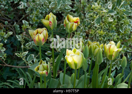 Tulpe Flaming Frühlingsgrün Stockfoto