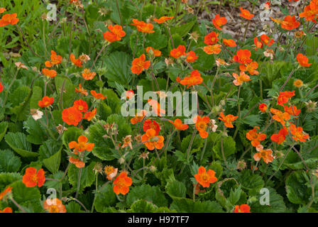 Geum-Cooky Stockfoto