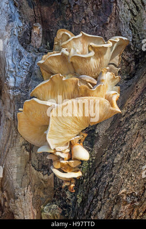 Halterung Pilze wachsen auf einem Baum am See Senn in Perth, Western Australia. Stockfoto