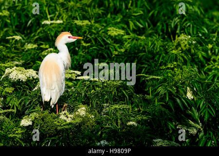Kuhreiher Stockfoto
