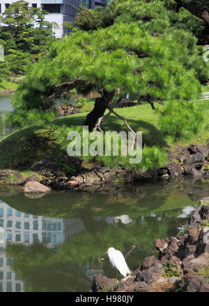 Japan, Tokyo, Kyu Shiba Rikyu Garten, japanische Kiefer, Stockfoto