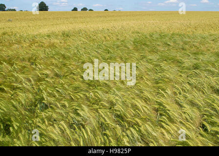 Getreidefeld bewegt sich in den Wind, Norddeutschland Stockfoto