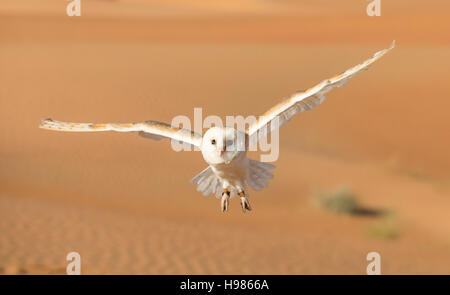 Schleiereule (Tyto Alba) in einer Wüste in der Nähe von Dubai, Vereinigte Arabische Emirate Stockfoto