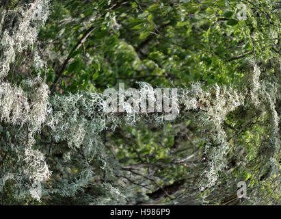 Eichenmoos (Evernia Prunastri) deckt dick Ästen der Bäume Stockfoto