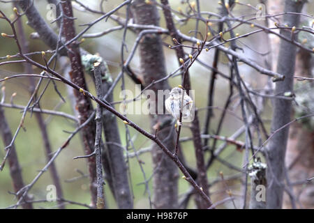 Rot-Umfrage (Hänfling Acanthis) Küken hat Nest im zeitigen Frühjahr verlassen, wenn Äste Knospen entfalten. Lappland, Anfang Mai Stockfoto