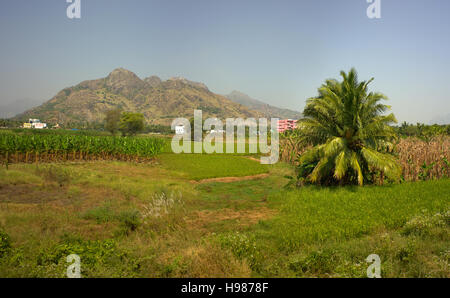 Rootpane Gruppe von Kokosnuss Palmen Bäume, flache grüne Wiesen 2. Augenfreundliche Park. Blick vom vorbeifahrenden Auto Stockfoto