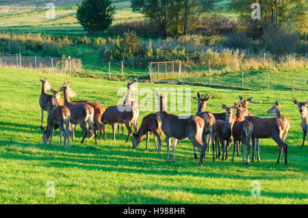 Marxheim: Rothirsch (Cervus Elaphus) in einem Gehäuse für Wildfleisch Produktion, Schwaben, Swabia, Bayern, Bayern, Deutschland Stockfoto