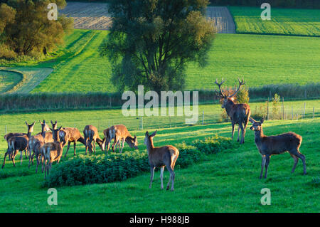 Marxheim: Rothirsch (Cervus Elaphus) in einem Gehäuse für Wildfleisch Produktion, Schwaben, Swabia, Bayern, Bayern, Deutschland Stockfoto