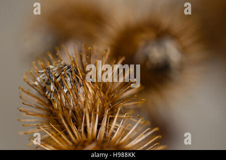 Nahaufnahme Foto von Klette Burs im Herbst. Stockfoto