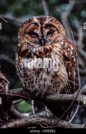 Waldkauz (Strix Aluco), rufous Typ thront auf Zweig, Regents Park, London, Vereinigtes Königreich Stockfoto