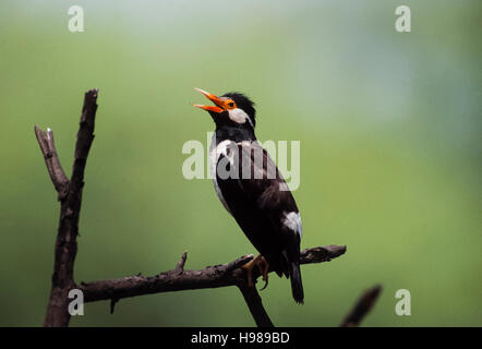 Trauerschnäpper Myna,(Gracupica contra) oder asiatische Pied Starling, thront mit Schnabel weit offen abkühlen Keoladeo Ghana Nationalpark, Indien Stockfoto