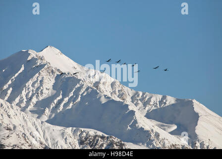 Alaskan Trumpeter Schwäne fliegen vorbei ein Schnee bedeckt Alaska Berg mit blauem Himmel. Stockfoto