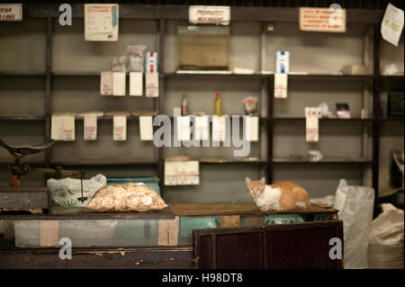 Katze auf einem Brett, Shop, Havanna, Kuba Stockfoto