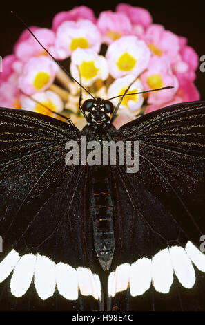 Gemeinsamen Mormone (Papilio Polytes) auf einer Lantana Blume Stockfoto