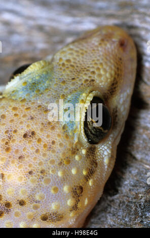 Mediterran Haus Gecko (Hemidactylus Turcicus), Marokko, Afrika Stockfoto