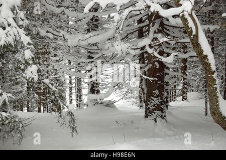 Winter-Ansicht mit Wald und Schnee im Skigebiet Jasna in Demanovska Tal, Niedere Tatra, Slowakei. Stockfoto