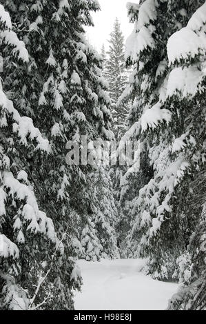 Winter-Ansicht mit Wald und Schnee im Skigebiet Jasna in Demanovska Tal, Niedere Tatra, Slowakei. Stockfoto