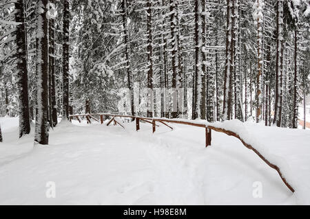 Winter-Ansicht mit Wald und Schnee im Skigebiet Jasna in Demanovska Tal, Niedere Tatra, Slowakei. Stockfoto