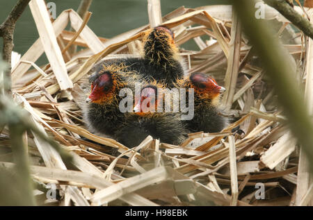 Baby Blässhühner (Fulica Atra) auf ihrem Nest wartet auf die Eltern mit Essen zurück. Stockfoto