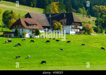 St. Märgen Im Schwarzwald: Bauernhof im Schwarzwald, Kühe, Schwarzwald, Schwarzwald, Baden-Württemberg, Deutschland Stockfoto