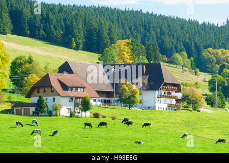 St. Märgen Im Schwarzwald: Bauernhof im Schwarzwald, Kühe, Schwarzwald, Schwarzwald, Baden-Württemberg, Deutschland Stockfoto