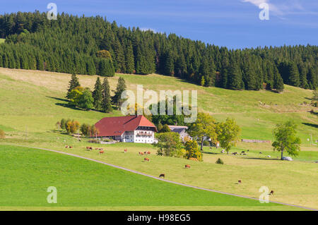 St. Märgen Im Schwarzwald: Bauernhof im Schwarzwald, Kühe, Schwarzwald, Schwarzwald, Baden-Württemberg, Deutschland Stockfoto