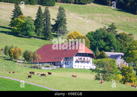 St. Märgen Im Schwarzwald: Bauernhof im Schwarzwald, Kühe, Schwarzwald, Schwarzwald, Baden-Württemberg, Deutschland Stockfoto