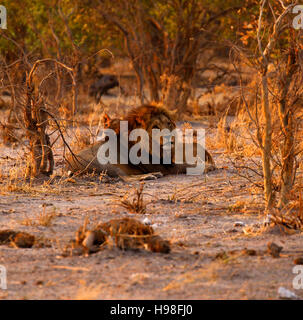 Die prächtigen königlichen Kalahari männlicher Löwe eine riesige Raubtier der mächtigste in Afrika Stockfoto