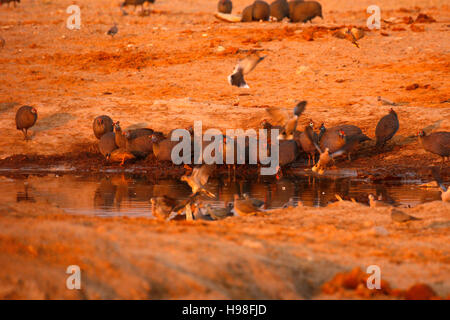 Viele behelmter Guinea Fowl Franklin Tauben & Sand Grouse in der Hitze Afrikas neigen dazu zu bewegen, viel suchen Schatten & Wasser Stockfoto