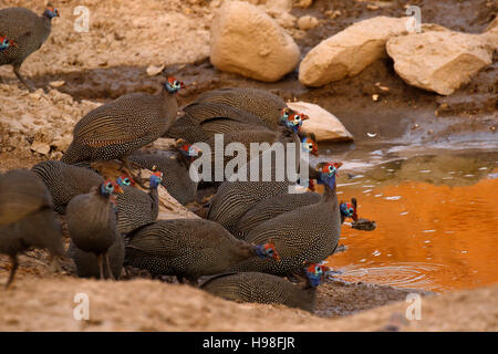 Viele behelmter Guinea Fowl Franklin Tauben & Sand Grouse in der Hitze Afrikas neigen dazu zu bewegen, viel suchen Schatten & Wasser Stockfoto