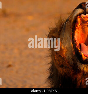 Großen männliche Löwen Lachen Lächeln Gähnen, so ziehen seltsame & wunderbar lustige zeigen viele Rasierer Gesichter scharfe Zähne Stockfoto