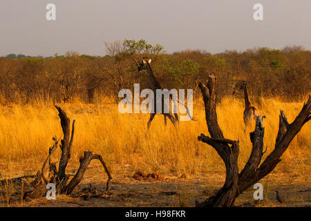 Südlichen Giraffe Mutter & Baby auf der Flucht vom Jagd Augen in Afrikas atemberaubende Busch Veld waren, dass sie völlig verschwinden können. Stockfoto