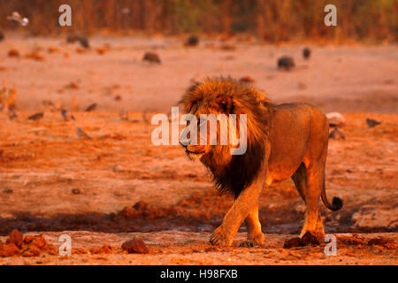 Die prächtigen königlichen Kalahari männlicher Löwe eine riesige Raubtier der mächtigste in Afrika Stockfoto