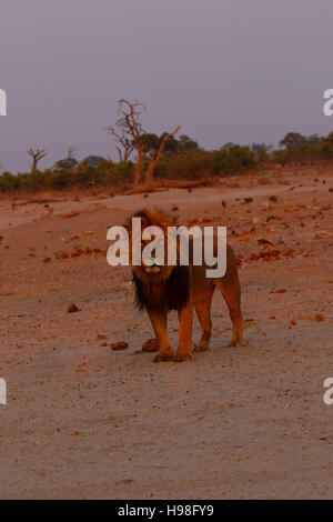 Die prächtigen königlichen Kalahari männlicher Löwe eine riesige Raubtier der mächtigste in Afrika Stockfoto